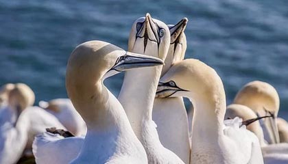 洛奇的里达易欧（普雷丝）在哪里